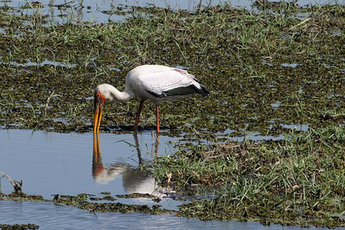 botswana chobe